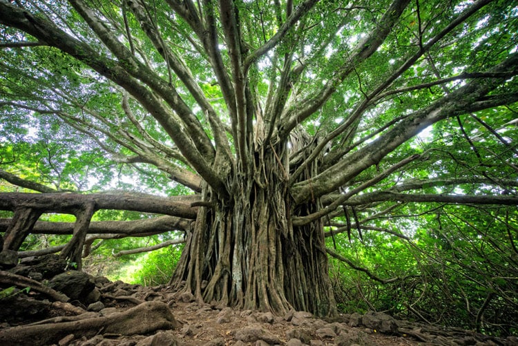 Urwuechsiger Baum